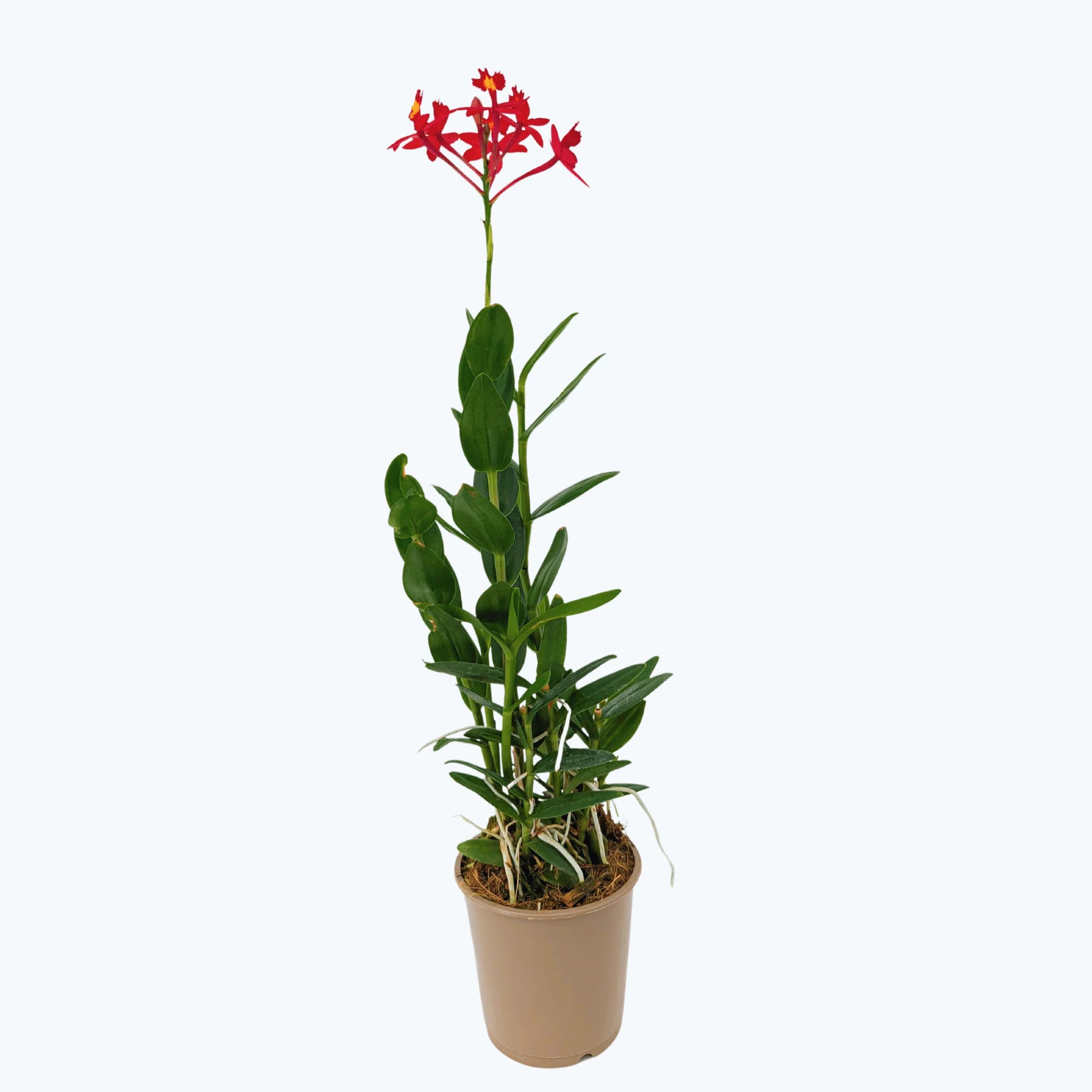 Epidendrum Nordic Fire Dauerblüher mit roten Blüten und 1+ Rispen Epidendrum Nordic Fire Dauerblüher mit roten Blüten und 1+ Rispen