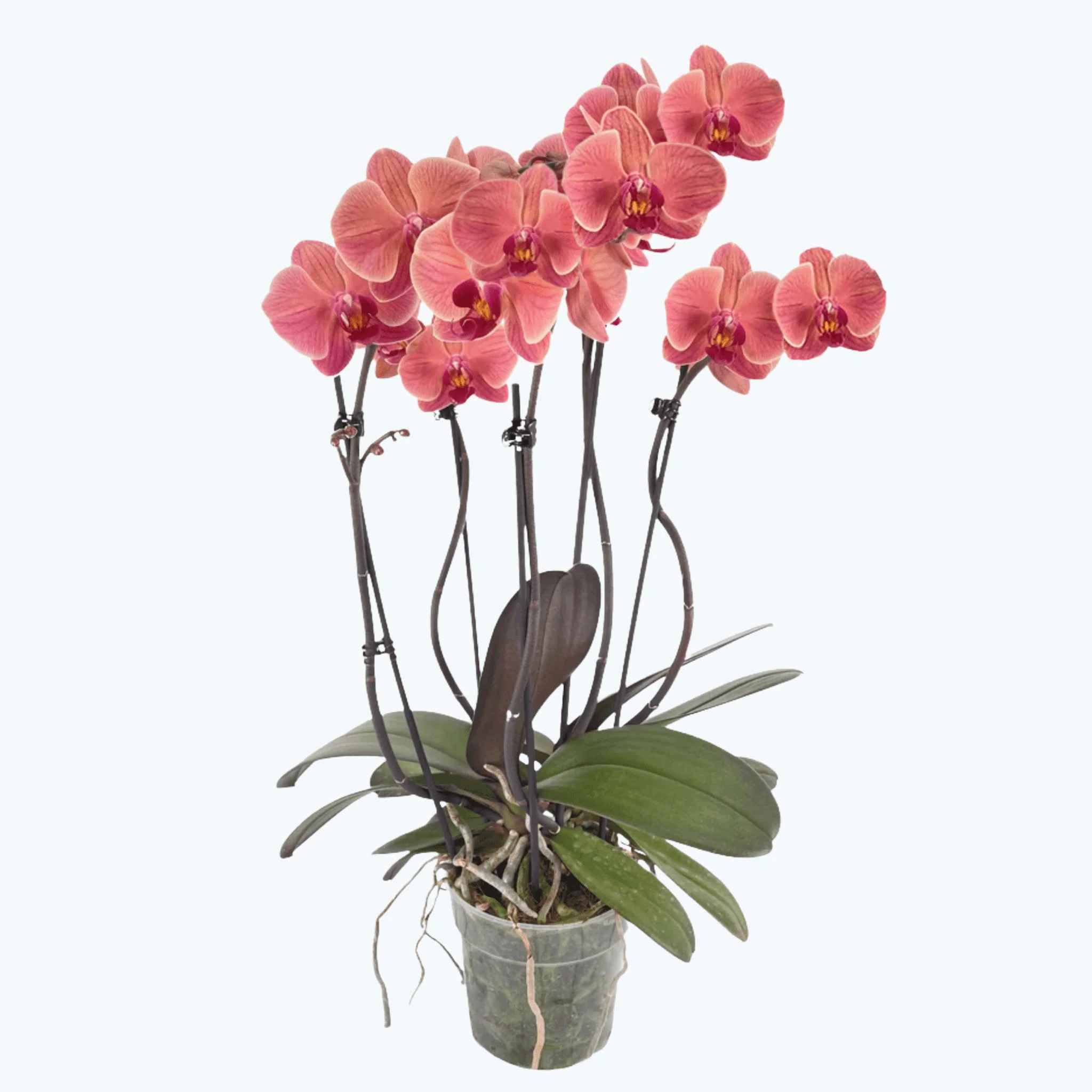 Große Two of Us Narbonne mit terracottafarbenen Blüten und 5 Rispen Große Two of Us Narbonne mit terracottafarbenen Blüten und 5 Rispen