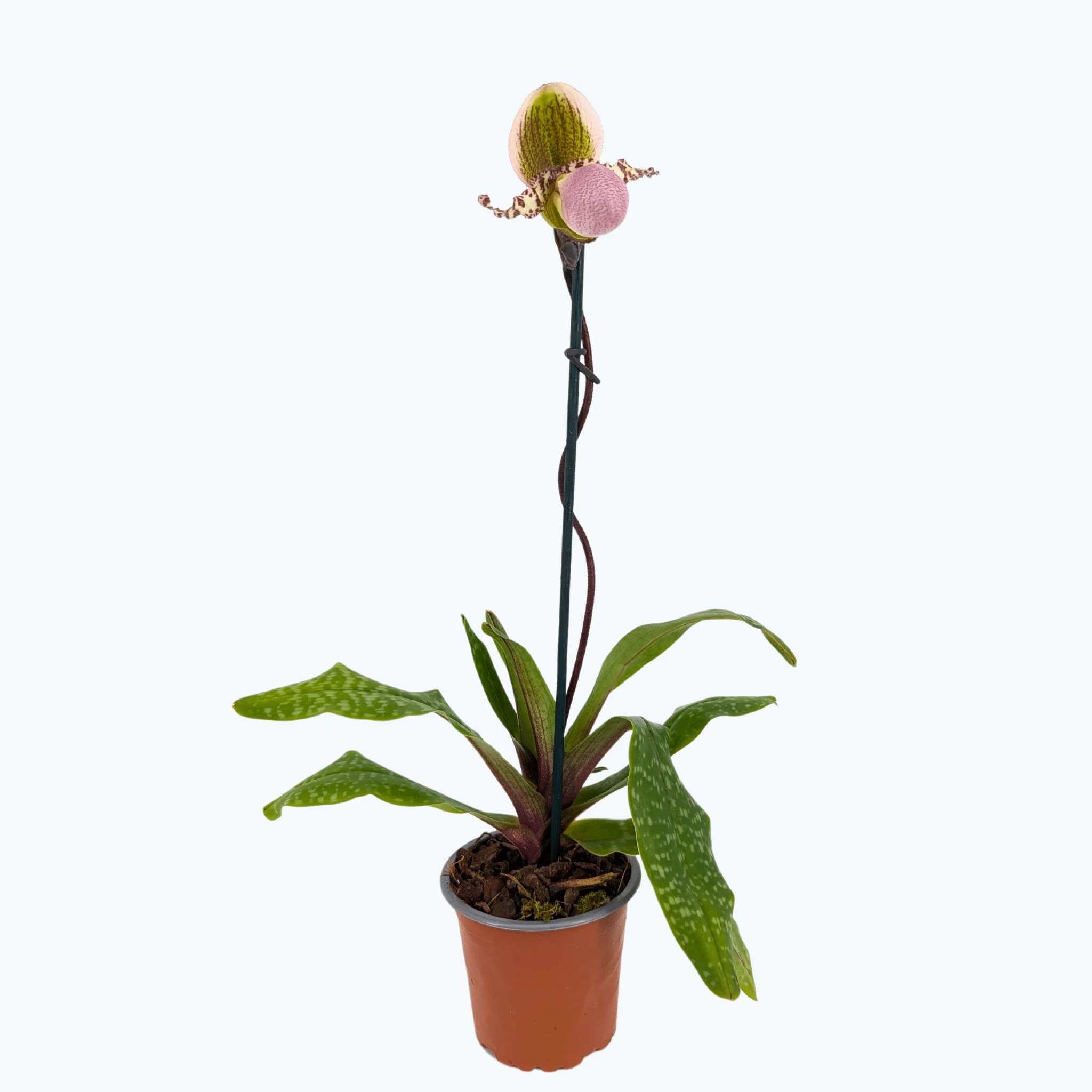 Frauenschuh Paphiopedilum Pinocchio mit grün-rosafarbener Blüte und 1 Rispe im 9cm Topf Frauenschuh Paphiopedilum Pinocchio mit grün-rosafarbener Blüte und 1 Rispe im 9cm Topf