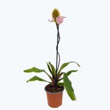 Frauenschuh Paphiopedilum Pinocchio mit grün-rosafarbener Blüte und 1 Rispe im 9cm Topf Frauenschuh Paphiopedilum Pinocchio mit grün-rosafarbener Blüte und 1 Rispe im 9cm Topf