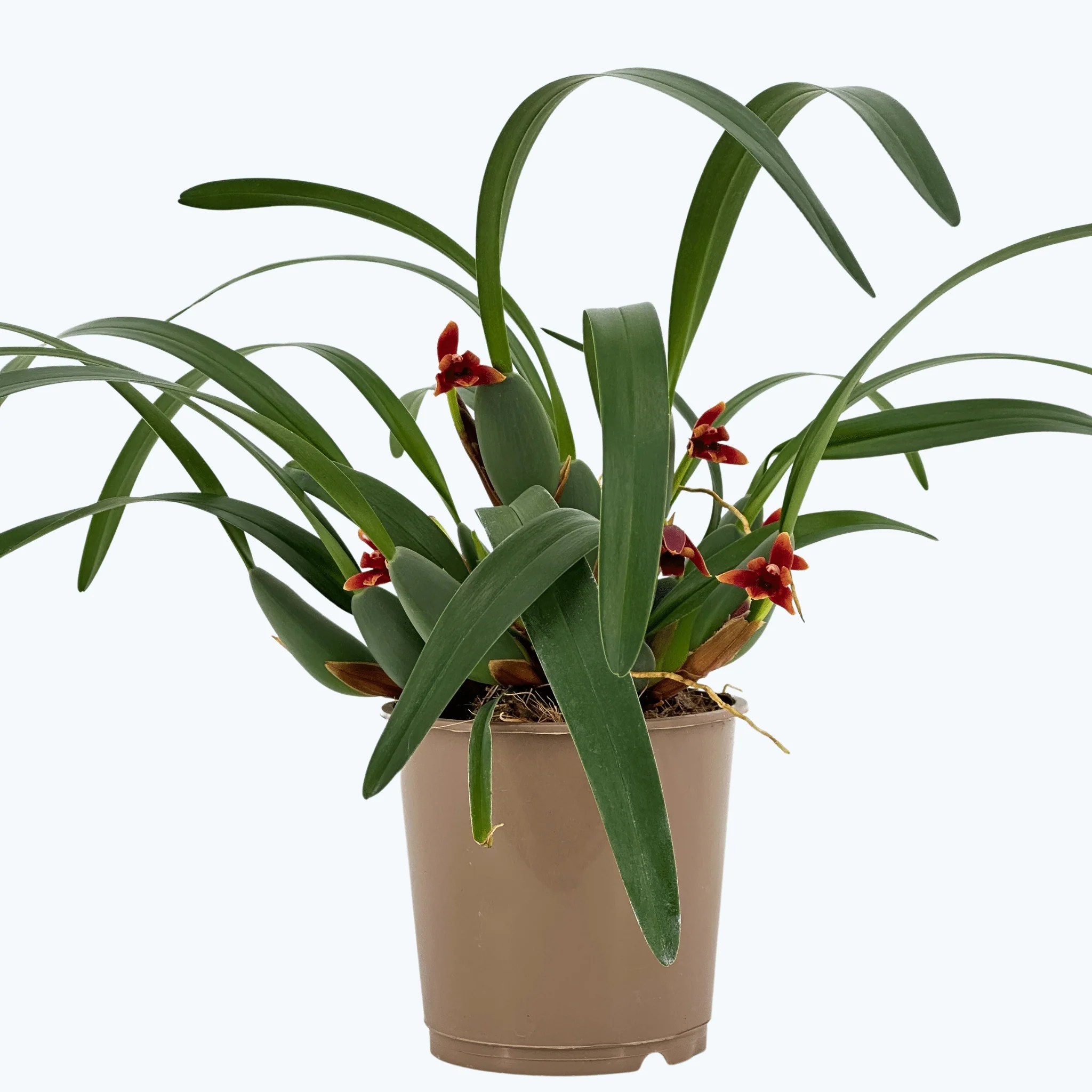 Maxillaria variabilis mit roten Blüten Maxillaria variabilis mit roten Blüten
