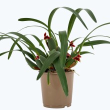 Maxillaria variabilis mit roten Blüten Maxillaria variabilis mit roten Blüten