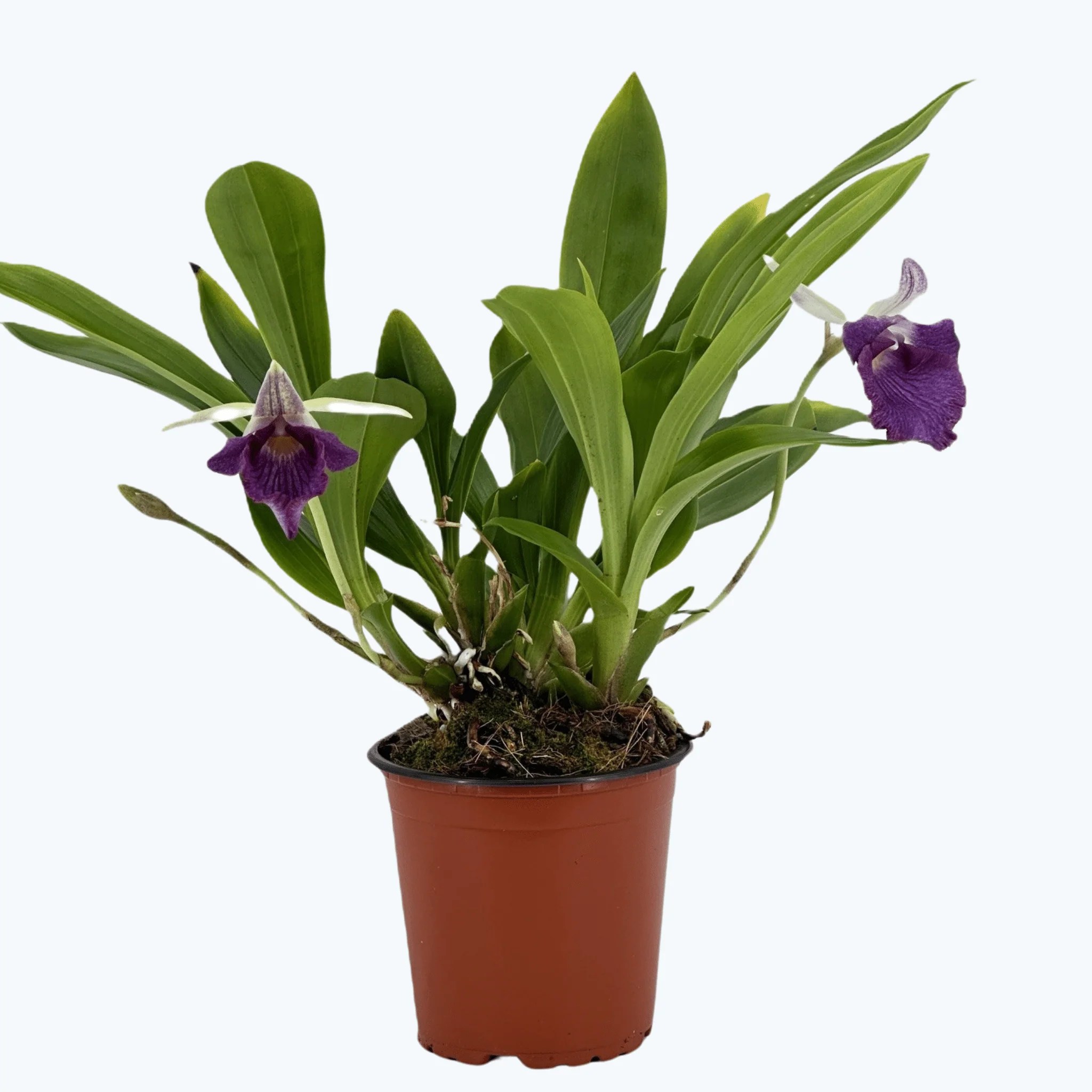 Cochleanthes Hybride mit blauen Blüten im 12cm Topf Cochleanthes Hybride mit blauen Blüten im 12cm Topf