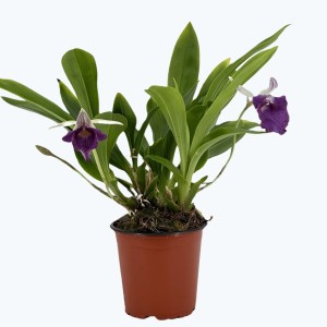 Cochleanthes Hybride mit blauen Blüten im 12cm Topf Cochleanthes Hybride mit blauen Blüten im 12cm Topf