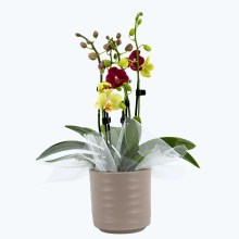 Cocktailorchidee mit gelb-roten Blüten, Keramiktopf, Dekovlies und 5+ Rispen Cocktailorchidee mit gelb-roten Blüten, Keramiktopf, Dekovlies und 5+ Rispen