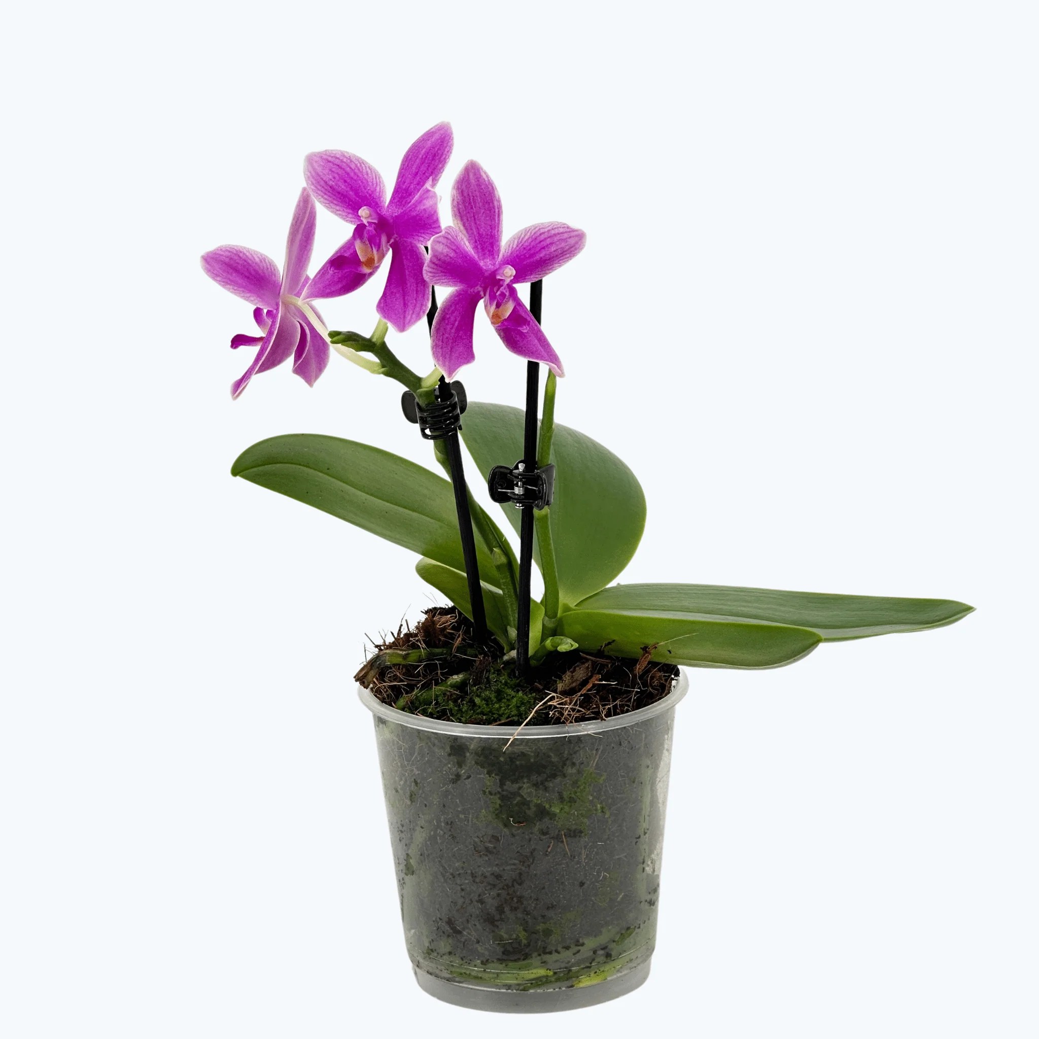 Bonsai Duftorchidee botanic Love Potion mit lila Blüten und 1 Rispe Bonsai Duftorchidee botanic Love Potion mit lila Blüten und 1 Rispe