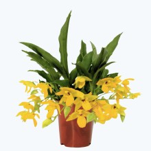 Promenaea Sunlight mit gelben Blüten Promenaea Sunlight mit gelben Blüten