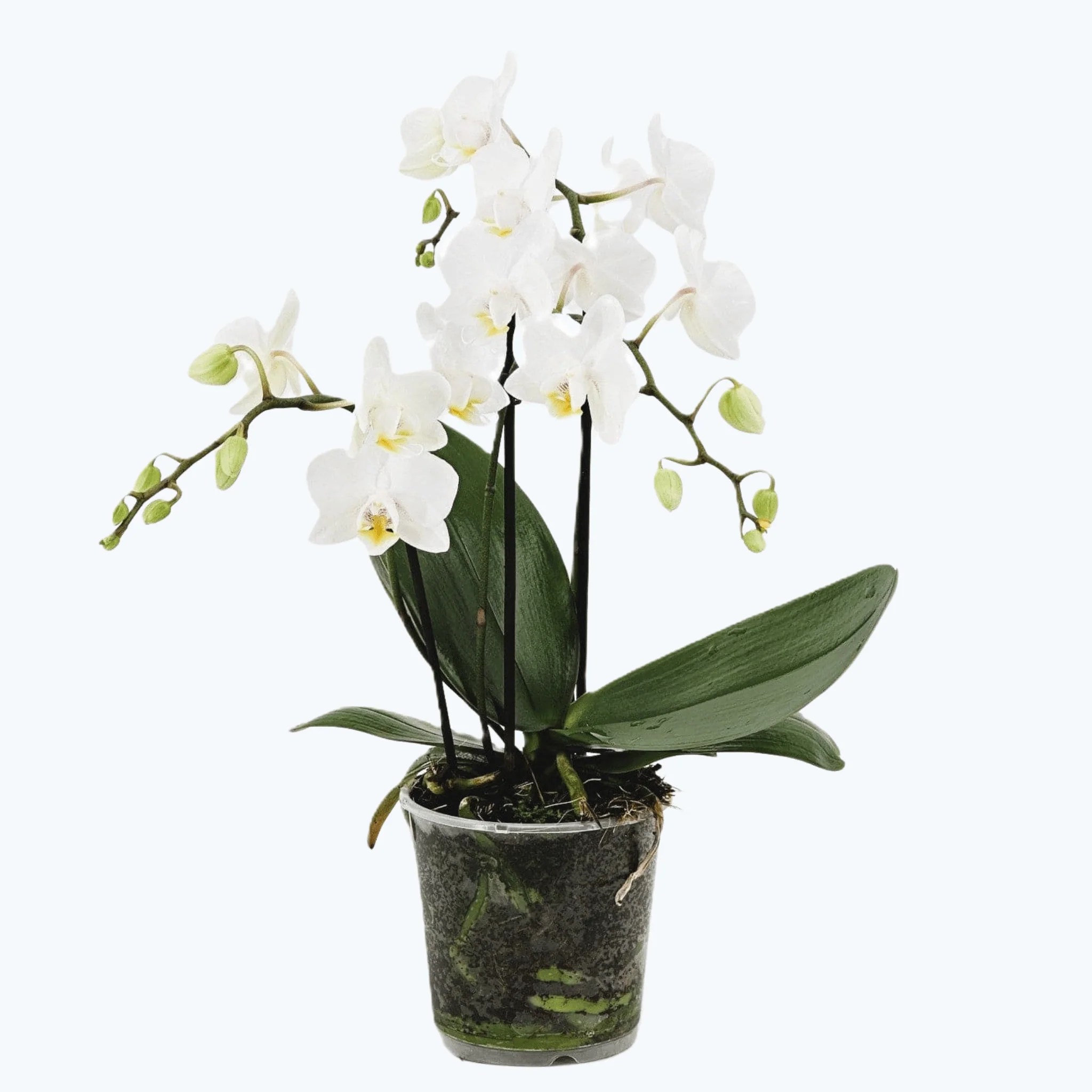 Table Dance Weiß mit weißen Blüten und 3 Rispen Table Dance Weiß mit weißen Blüten und 3 Rispen