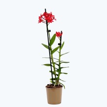 Epidendrum Nordic Fire Dauerblüher mit roten Blüten und 2+ Rispen Epidendrum Nordic Fire Dauerblüher mit roten Blüten und 2+ Rispen