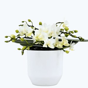 Bonsaiorchidee Nazare mit weißen Blüten und 4+ Rispen inkl. Keramik Bonsaiorchidee Nazare mit weißen Blüten und 4+ Rispen inkl. Keramik