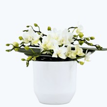 Bonsaiorchidee Nazare mit weißen Blüten und 4+ Rispen inkl. Keramik Bonsaiorchidee Nazare mit weißen Blüten und 4+ Rispen inkl. Keramik