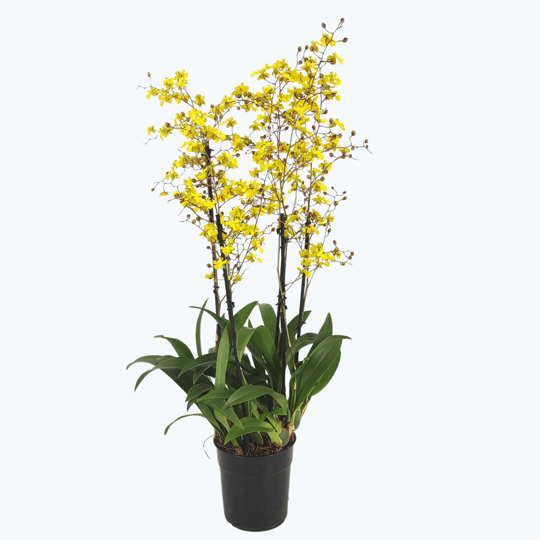 Oncidium Lemon Surprise mit zitronengelben Blüten und 4 Rispen Oncidium Lemon Surprise mit zitronengelben Blüten und 4 Rispen