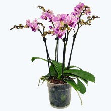 Große Two of Us Azur mit lila-gestreiften Blüten und 3 Rispen Große Two of Us Azur mit lila-gestreiften Blüten und 3 Rispen