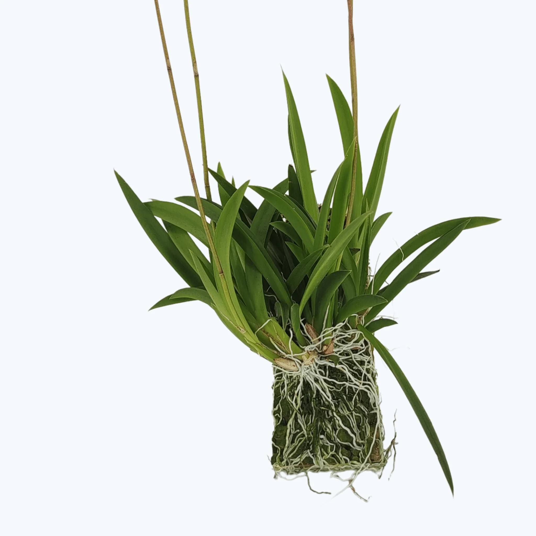 Tolumnia Hybride auf Kork Tolumnia Hybride auf Kork