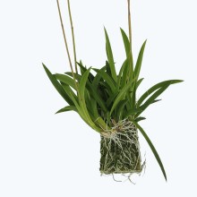 Tolumnia Hybride auf Kork Tolumnia Hybride auf Kork