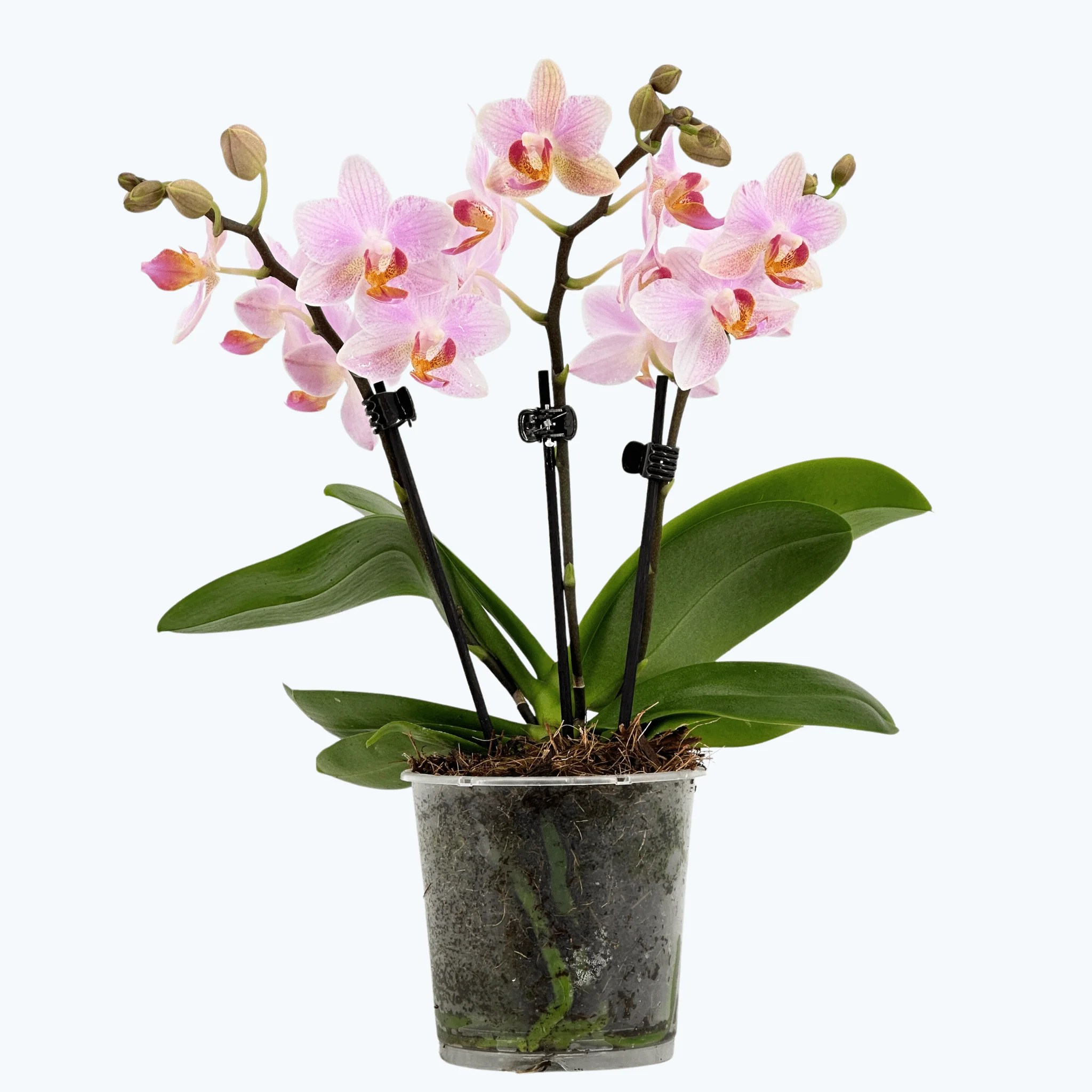 Table Dance Pia mit hellrosafarbenen Blüten und 3 Rispen Table Dance Pia mit hellrosafarbenen Blüten und 3 Rispen