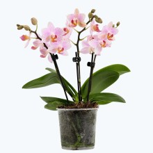 Table Dance Pia mit hellrosafarbenen Blüten und 3 Rispen Table Dance Pia mit hellrosafarbenen Blüten und 3 Rispen