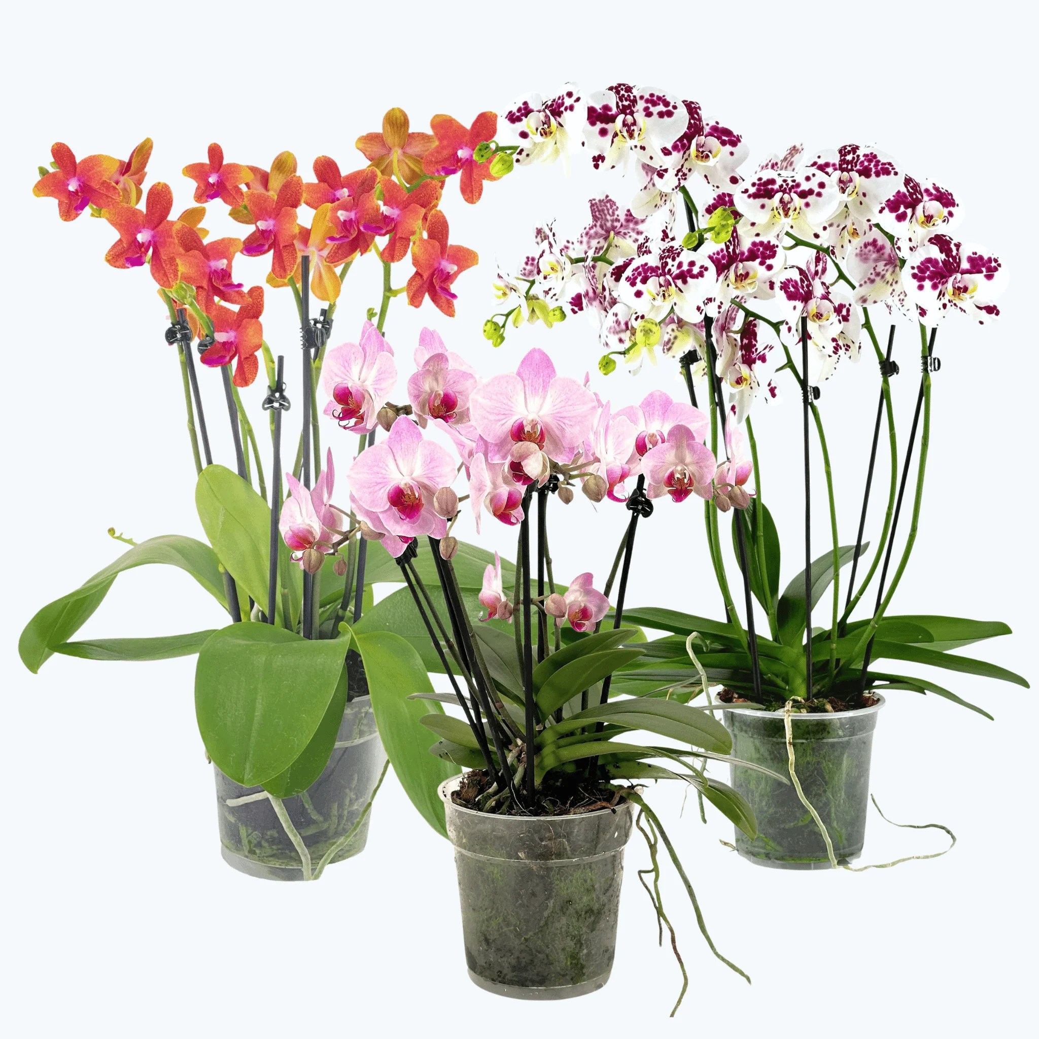 Große Two of Us Farbmix im 3er Set mit 5 Rispen Große Two of Us Farbmix im 3er Set mit 5 Rispen