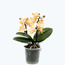 Duftorchidee Table Dance Elemental mit gelben Blüten mit 2 Rispen Duftorchidee Table Dance Elemental mit gelben Blüten mit 2 Rispen