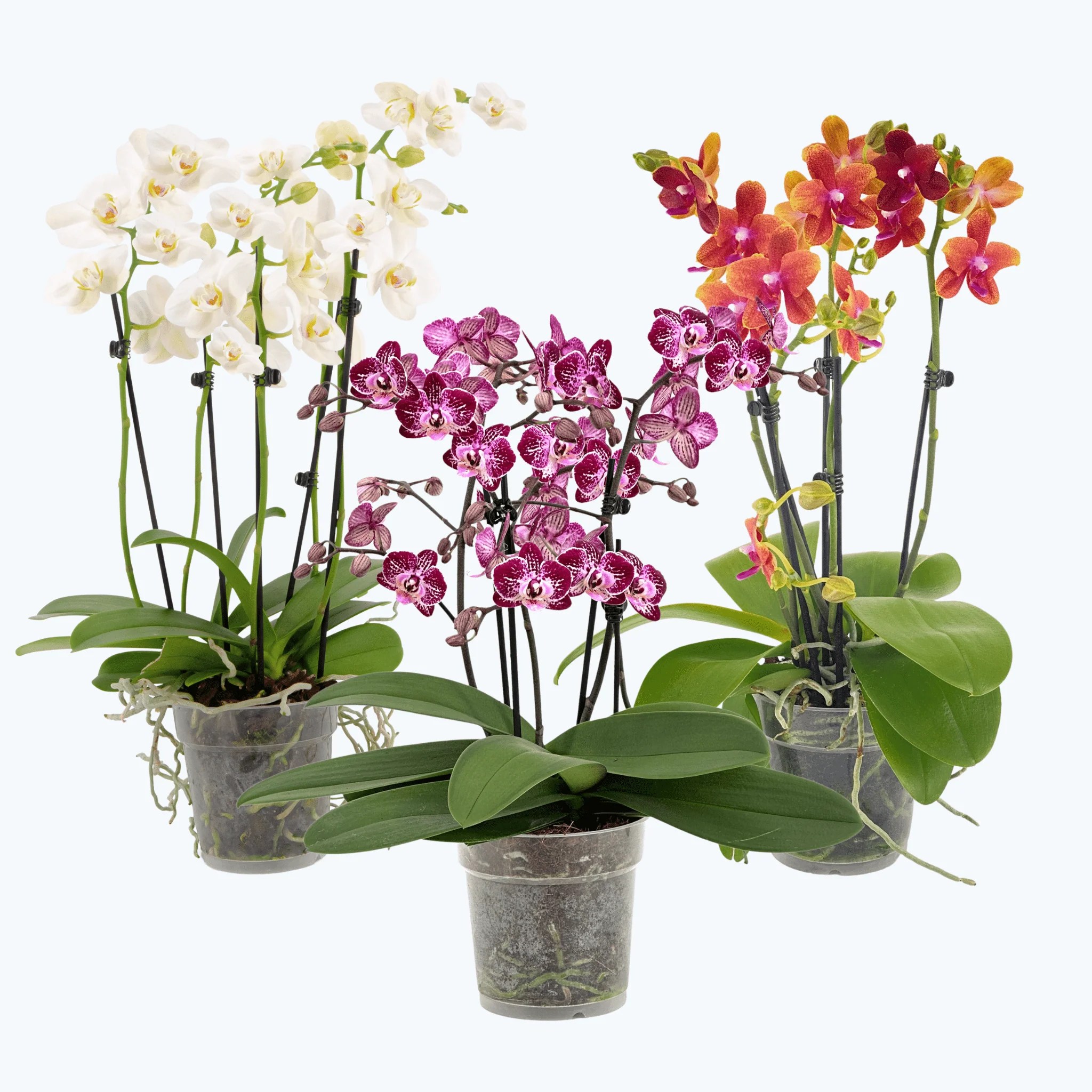 Große Two of Us Farbmix im 3er Set mit 4 Rispen Große Two of Us Farbmix im 3er Set mit 4 Rispen