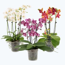 Große Two of Us Farbmix im 3er Set mit 4 Rispen Große Two of Us Farbmix im 3er Set mit 4 Rispen