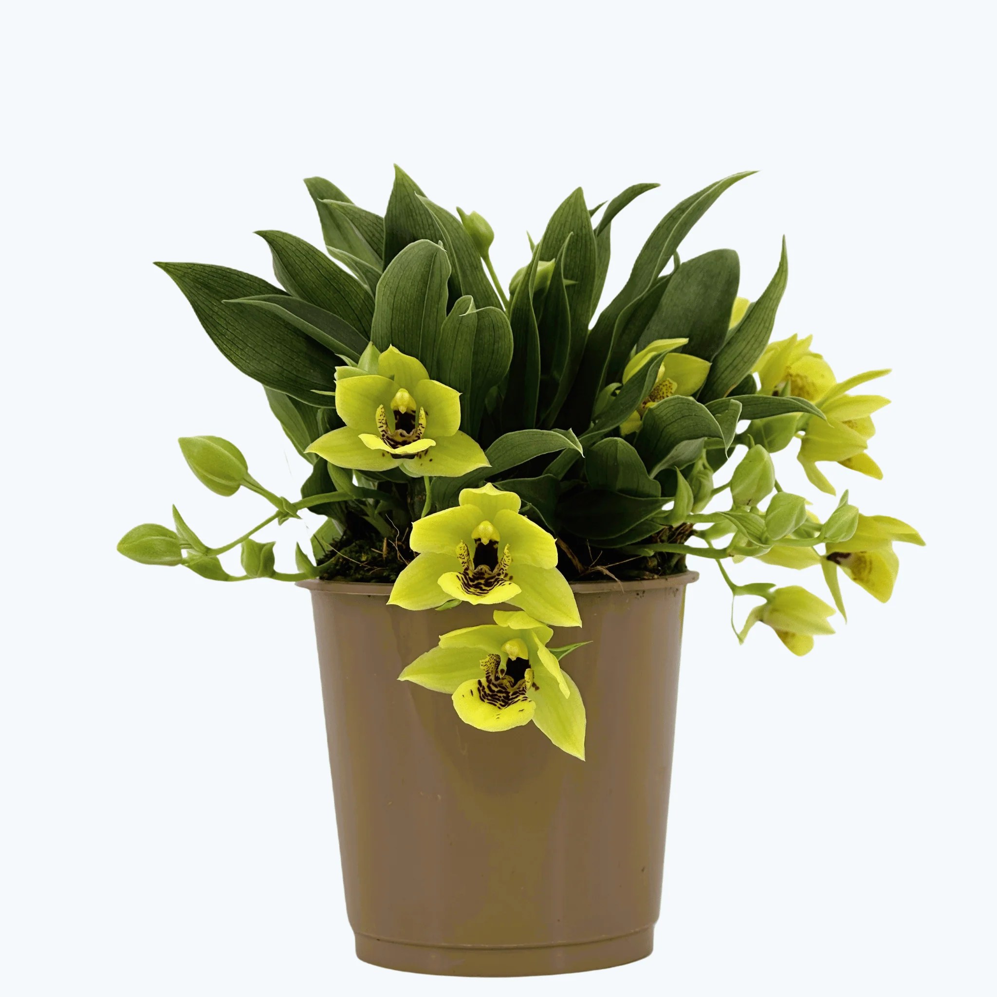 Promenaea Sunlight mit grünen Blüten - Black Lip Promenaea Sunlight mit grünen Blüten - Black Lip