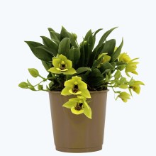 Promenaea Sunlight mit grünen Blüten - Black Lip Promenaea Sunlight mit grünen Blüten - Black Lip