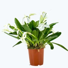 Masdevallia tovarensis Advents-Orchidee mit schneeweißen Blüten und 7+ Rispen Masdevallia tovarensis Advents-Orchidee mit schneeweißen Blüten und 7+ Rispen