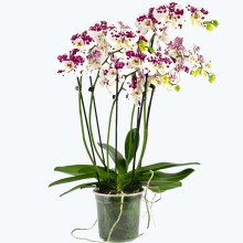 Große Two of Us Marrakesh mit gefleckten Blüten und 5 Rispen Große Two of Us Marrakesh mit gefleckten Blüten und 5 Rispen