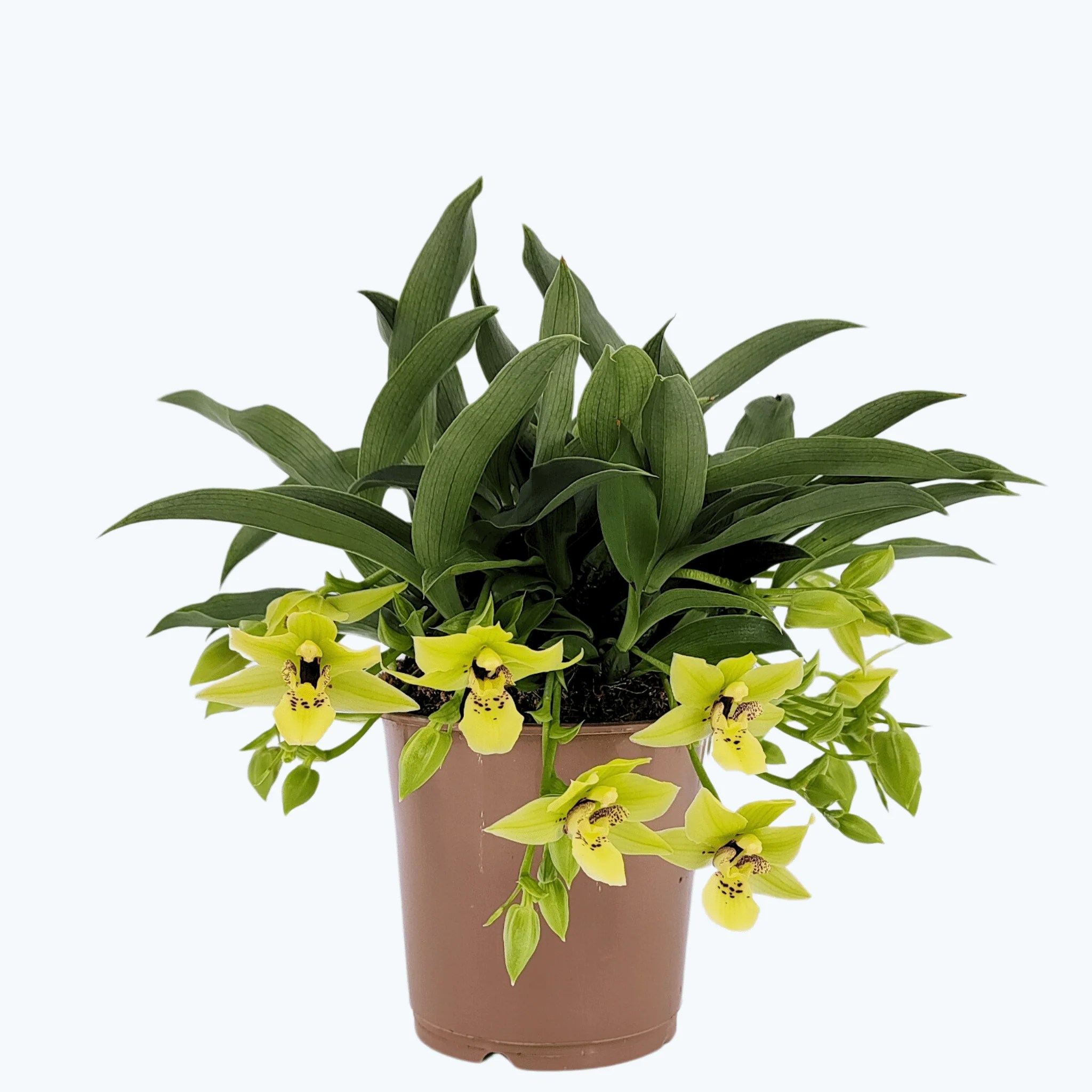 Promenaea Sunlight mit grünen Blüten Promenaea Sunlight mit grünen Blüten