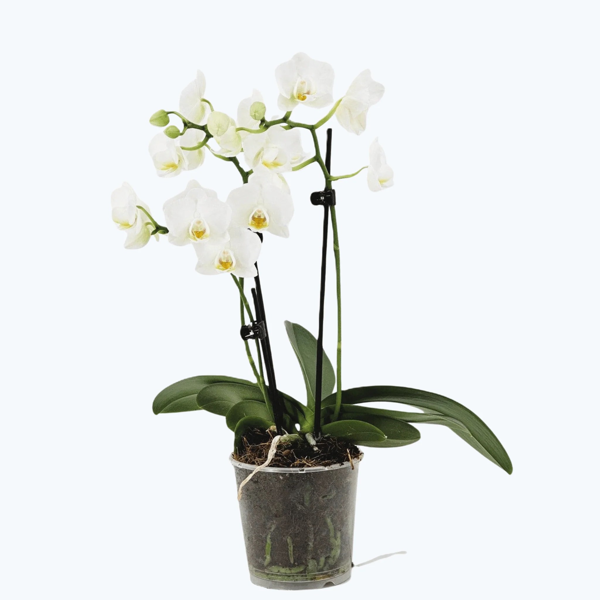 Table Dance Weiß mit weißen Blüten und 2 Rispen Table Dance Weiß mit weißen Blüten und 2 Rispen