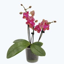 Duftorchidee Table Dance Secret Fragrance mit rot-pinken Blüten und 3 Rispen Duftorchidee Table Dance Secret Fragrance mit rot-pinken Blüten und 3 Rispen