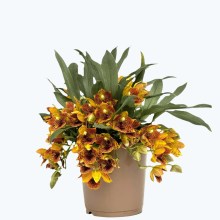 Promenaea Sunlight mit gefleckten orange-braunen Blüten Promenaea Sunlight mit gefleckten orange-braunen Blüten