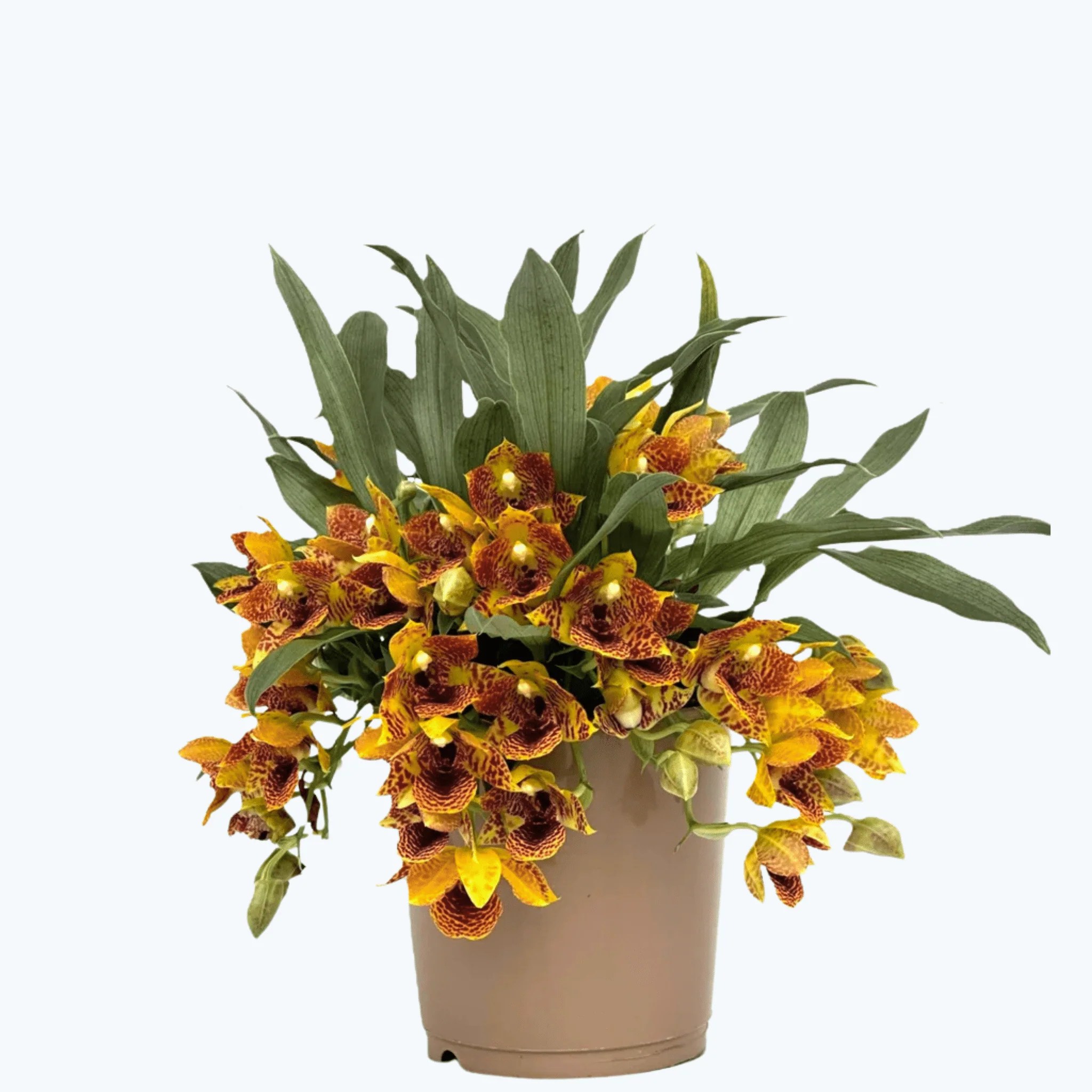 Promenaea Sunlight mit gefleckten orange-braunen Blüten Promenaea Sunlight mit gefleckten orange-braunen Blüten