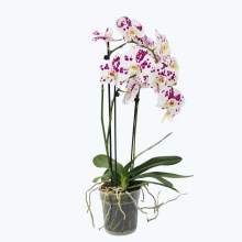 Große Two of Us Marrakesh mit gefleckten Blüten und 3 Rispen Große Two of Us Marrakesh mit gefleckten Blüten und 3 Rispen