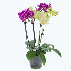 Cocktail Orchidee mit violett-gelben Blüten und 5+ Rispen Cocktail Orchidee mit violett-gelben Blüten und 5+ Rispen