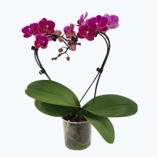 Table Dance Herzform Merida mit violetten Blüten Table Dance Herzform Merida mit violetten Blüten