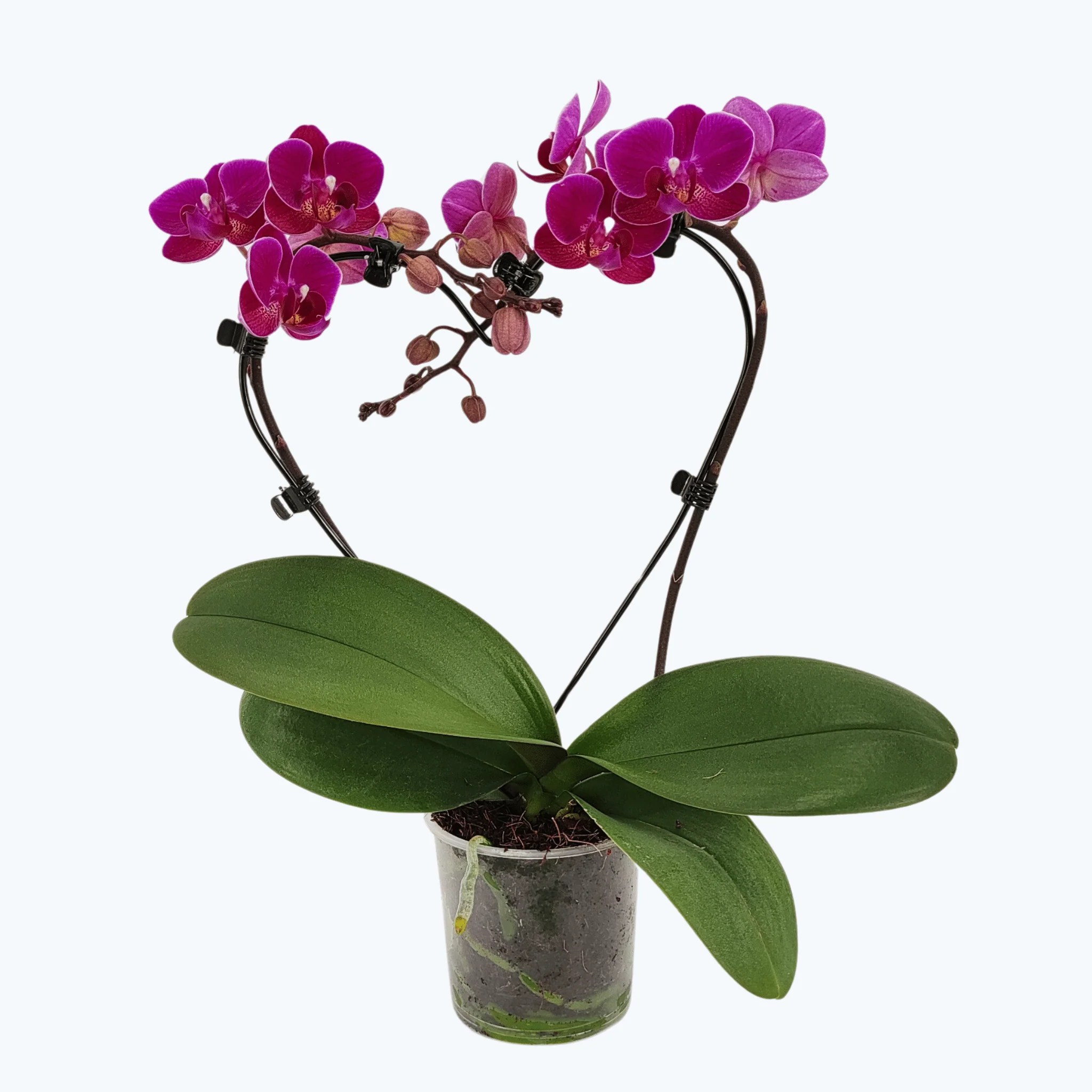 Table Dance Herzform Merida mit violetten Blüten Table Dance Herzform Merida mit violetten Blüten