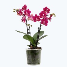 Table Dance Chamonix mit weinroten Blüten und 2 Rispen Table Dance Chamonix mit weinroten Blüten und 2 Rispen