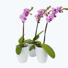 Table Dance Azur mit lila-gestreiften Blüten im 3er Set mit 1 Rispe inkl. Keramik Table Dance Azur mit lila-gestreiften Blüten im 3er Set mit 1 Rispe inkl. Keramik