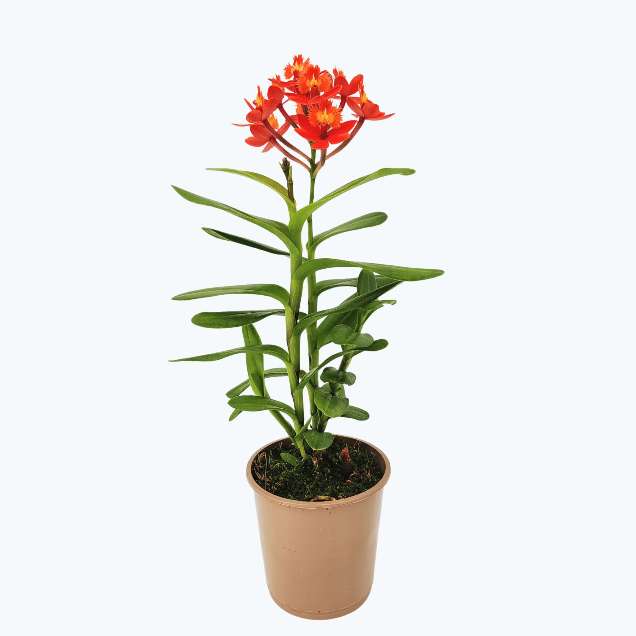 Epidendrum Nordic Fire Dauerblüher mit orange-roten Blüten und 1 Rispe Epidendrum Nordic Fire Dauerblüher mit orange-roten Blüten und 1 Rispe