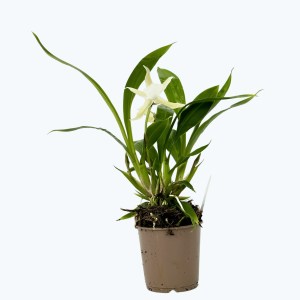 Cochleanthes Duftorchidee mit grün-weißer Blüte im 9cm Topf Cochleanthes Duftorchidee mit grün-weißer Blüte im 9cm Topf