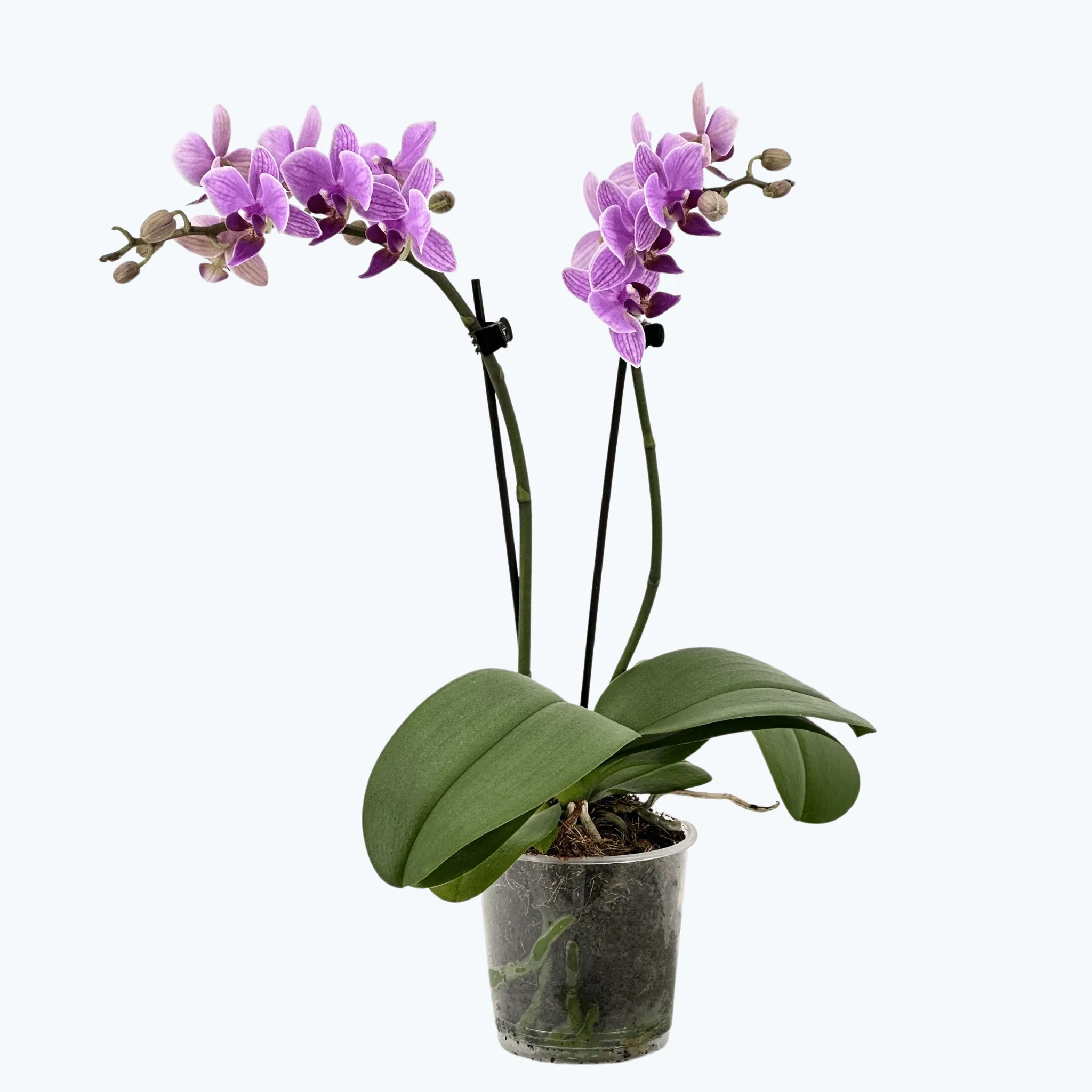 Table Dance Azur mit blau-lila Blüten und 2 Rispen Table Dance Azur mit blau-lila Blüten und 2 Rispen