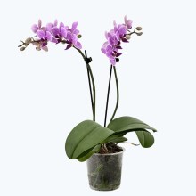 Table Dance Azur mit blau-lila Blüten und 2 Rispen Table Dance Azur mit blau-lila Blüten und 2 Rispen