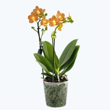 Phalaenopsis Indian Summer mit gelb-orange-gestreiften Blüten und 2 Rispen Phalaenopsis Indian Summer mit gelb-orange-gestreiften Blüten und 2 Rispen