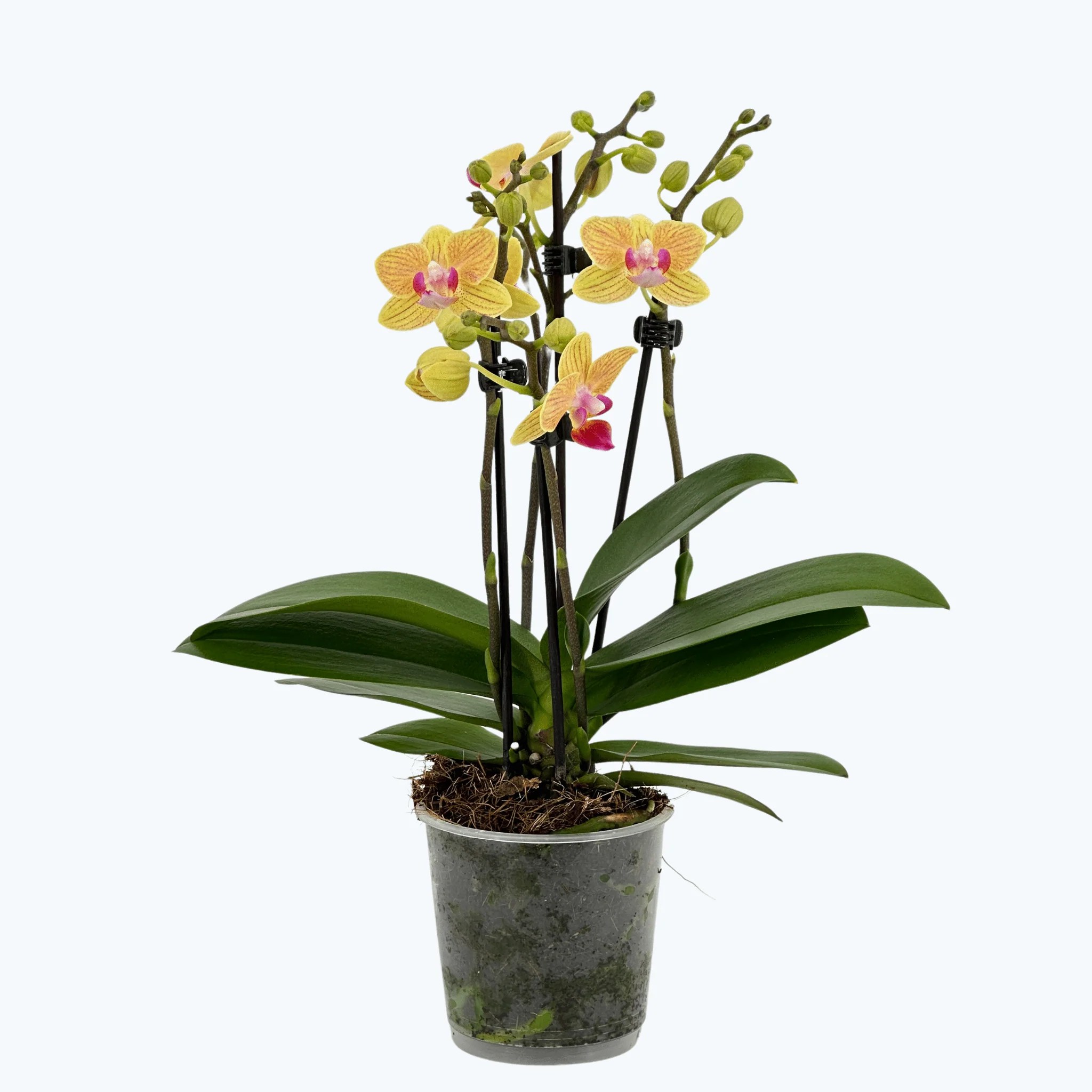 Table Dance El Paso mit gelb-orange-gestreiften Blüten und 2 Rispen Table Dance El Paso mit gelb-orange-gestreiften Blüten und 2 Rispen