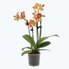 Table Dance Mango Kawei mit orangen Blüten und 3 Rispen Table Dance Mango Kawei mit orangen Blüten und 3 Rispen