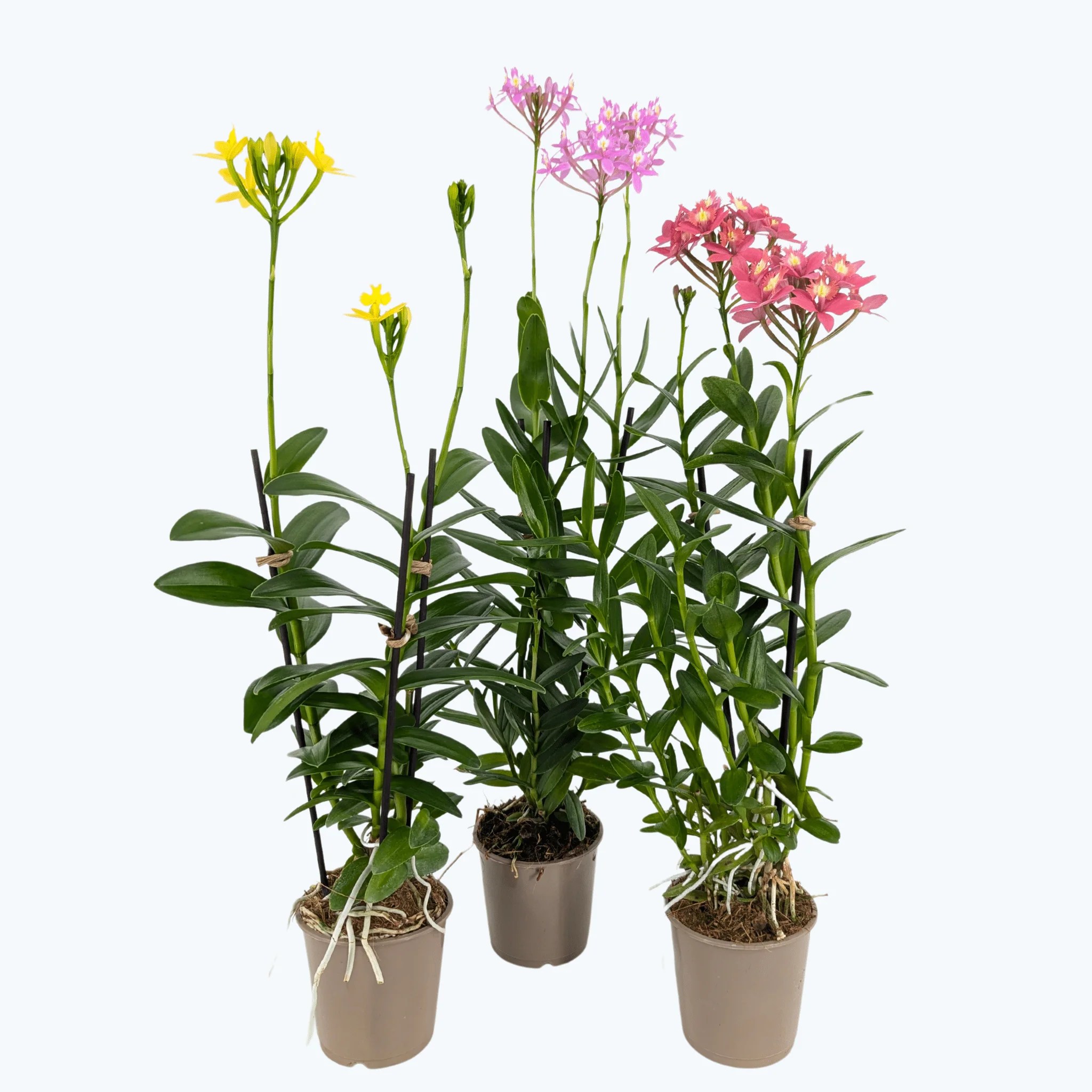Epidendrum Nordic Fire Dauerblüher im 3er Set mit 2 Rispen Epidendrum Nordic Fire Dauerblüher im 3er Set mit 2 Rispen