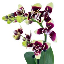 Pelorische Orchidee Table Dance Donauwelle mit gelb-braunen Blüten und 2+ Rispen Pelorische Orchidee Table Dance Donauwelle mit gelb-braunen Blüten und 2+ Rispen