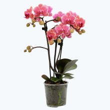 Table Dance Betha mit orangefarbenen Blüten und 2 Rispen Table Dance Betha mit orangefarbenen Blüten und 2 Rispen